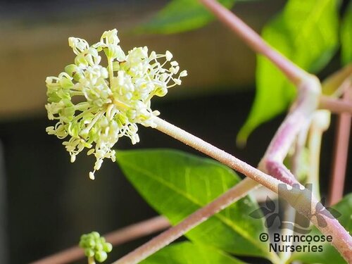 SCHEFFLERA   